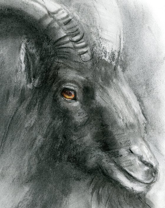 Goat portrait - Charcoal drawing