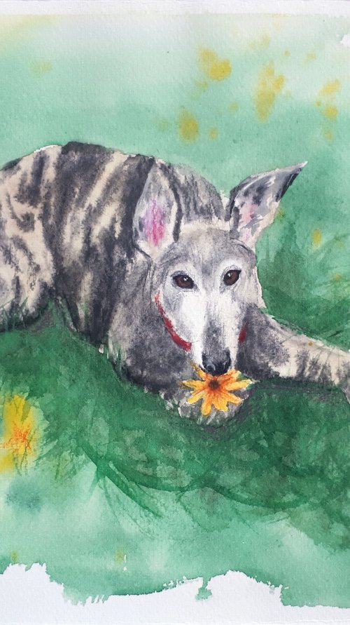 Greyhound in meadow... /  ORIGINAL PAINTING by Salana Art