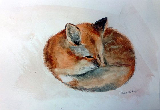 Fox Nap