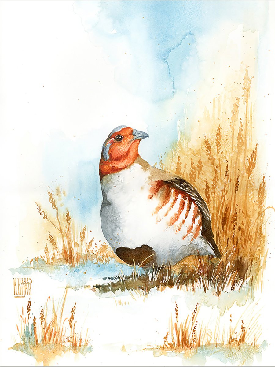 Watercolour , Grey Partridge By Karolina Kijak, 12 X 16, Artwork For Sale On Artfinder