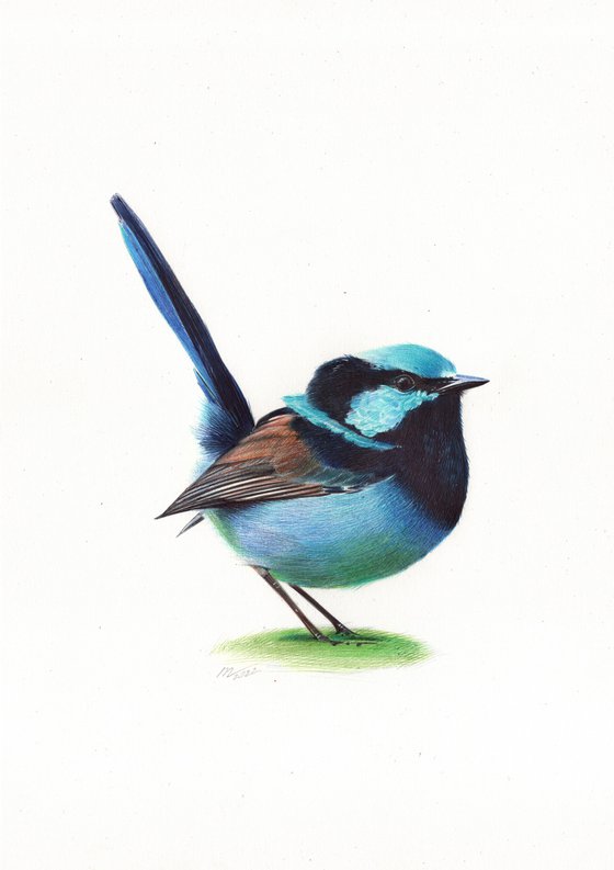 Superb Fairywren - Bird Portrait