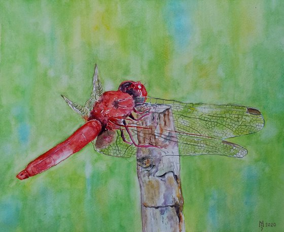 DRAGONFLY