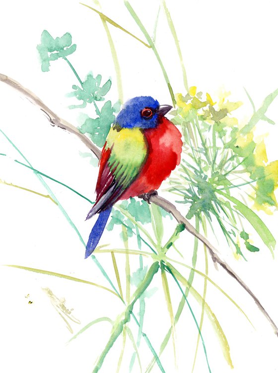 Painted Bunting