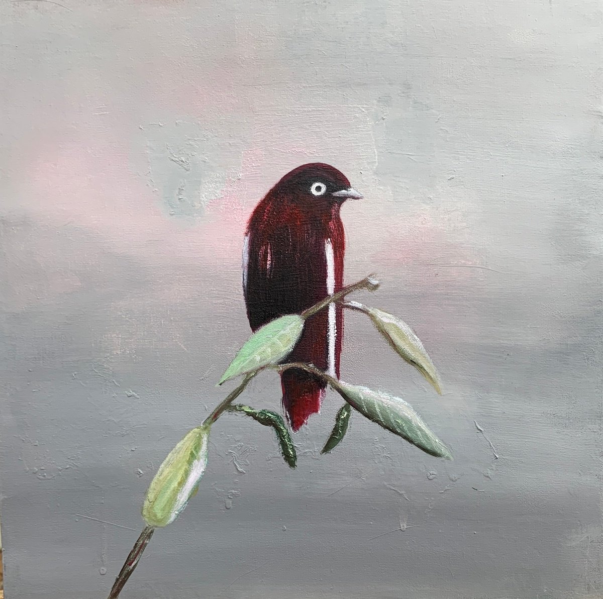 Pompadour Cotinga By Laure Bury, 12 X 12, Artwork For Sale On Artfinder