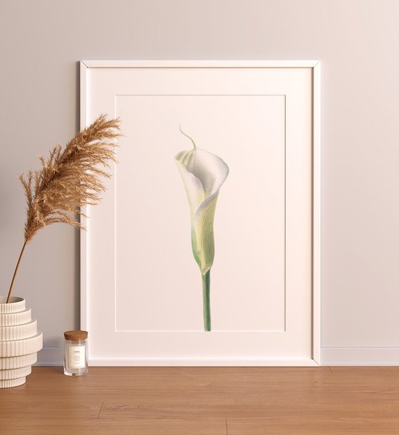 White Calla Lily