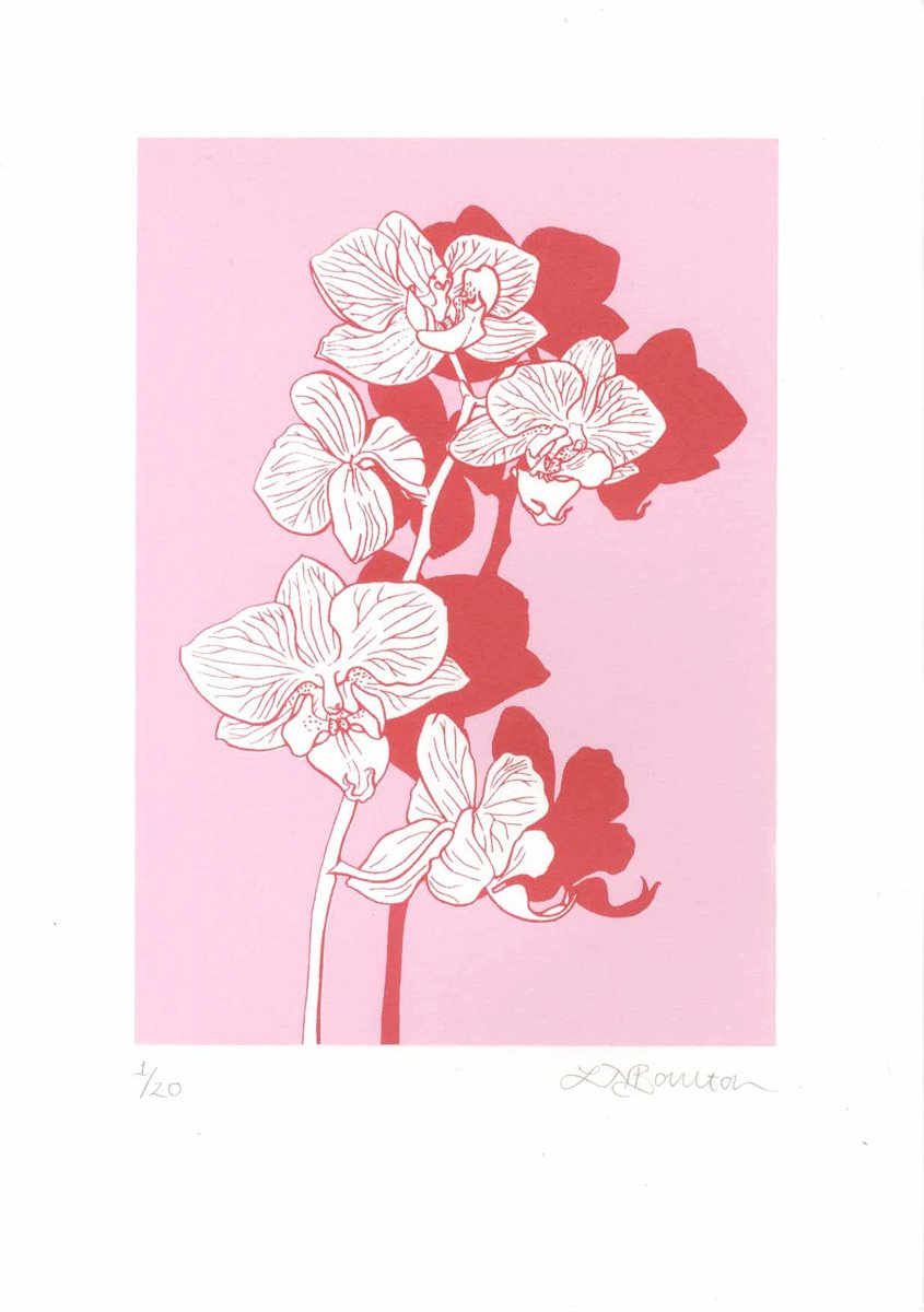 Orchid on Pink by Louise Boulton
