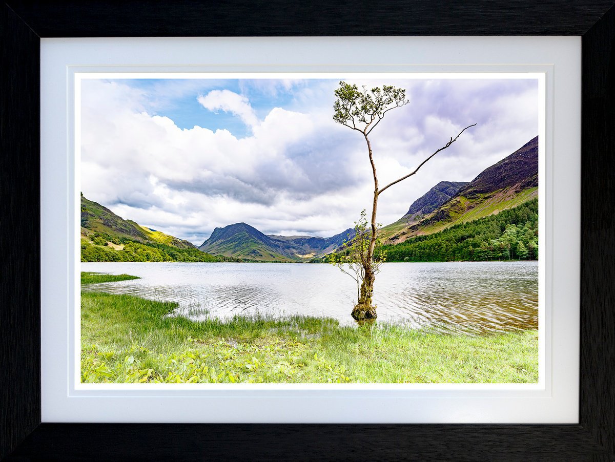 Photorealistic Photograph , The Buttermere Lonely Tree By Michael Mchugh, 25 X 19, Artwork For Sale On Artfinder
