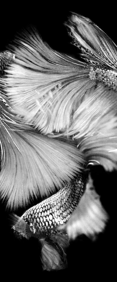 Betta BW 5 by MICHAEL FILONOW