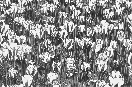 TULIP FEVER Ink Drawings Series by Nives Palmić