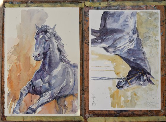 2 watercolors :   ( possible commission  for J.D.) Black horses  side view  and  black horse