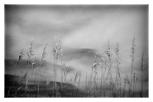 Grasses, Cape Cod, 24 x 36" by Brooke T Ryan