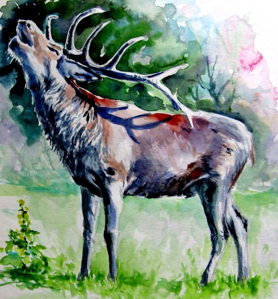 Stag roar II