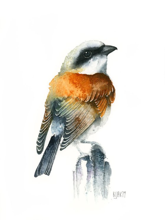 Red-backed shirke, wildlife, birds watercolours