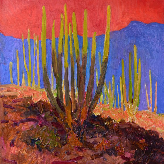 Evening Light. Cactuses