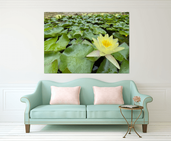 Water lily