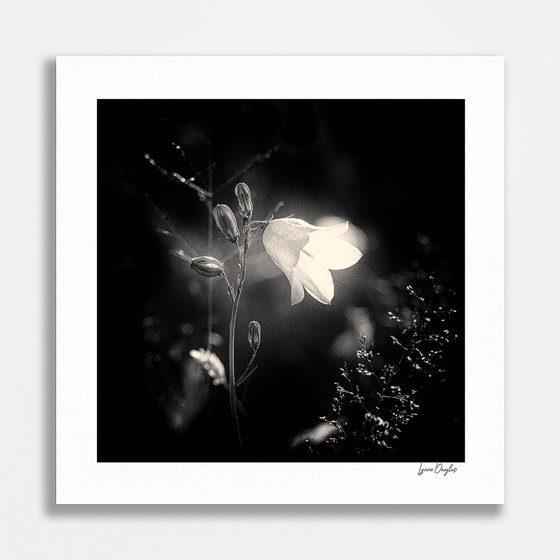 Beach Bluebell Study III