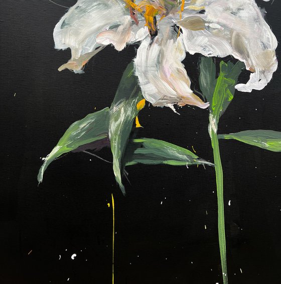 Lily flowers