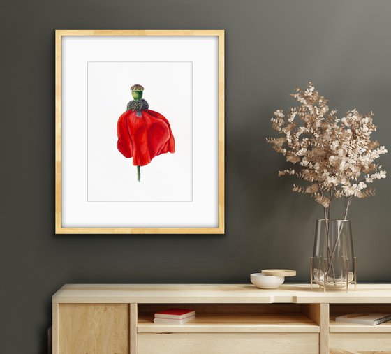 Dancing red poppy. Original watercolour artwork.