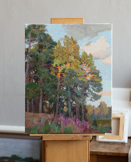 Pine Trees in Evening Light