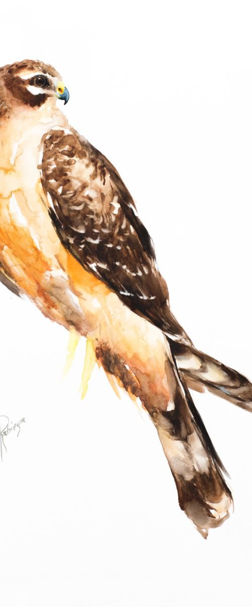 Montagu's Harrier - juv by Andrzej Rabiega