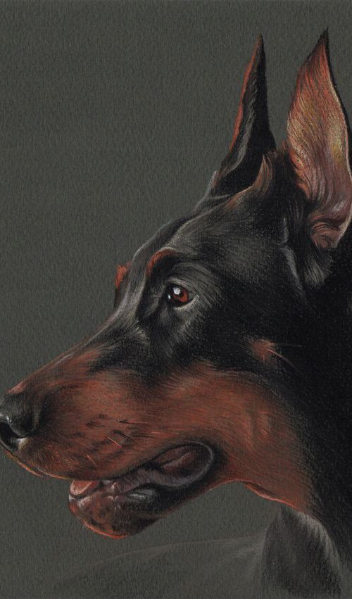 Pastel portrait of dobermann (30x21 cm) by Olga Tsvetkova