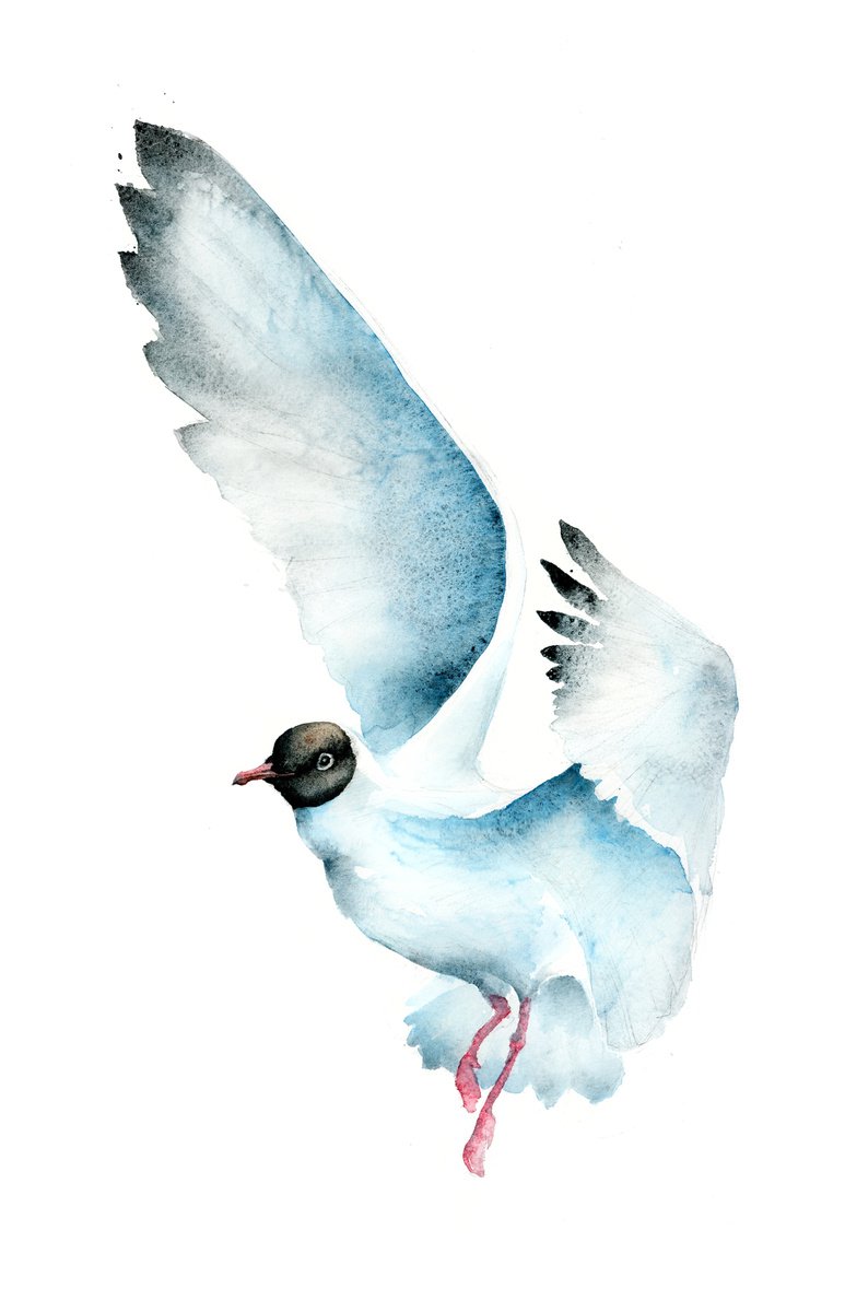 Black-headed Gull, flying bird, wildlife and animals watercolours by Karolina Kijak