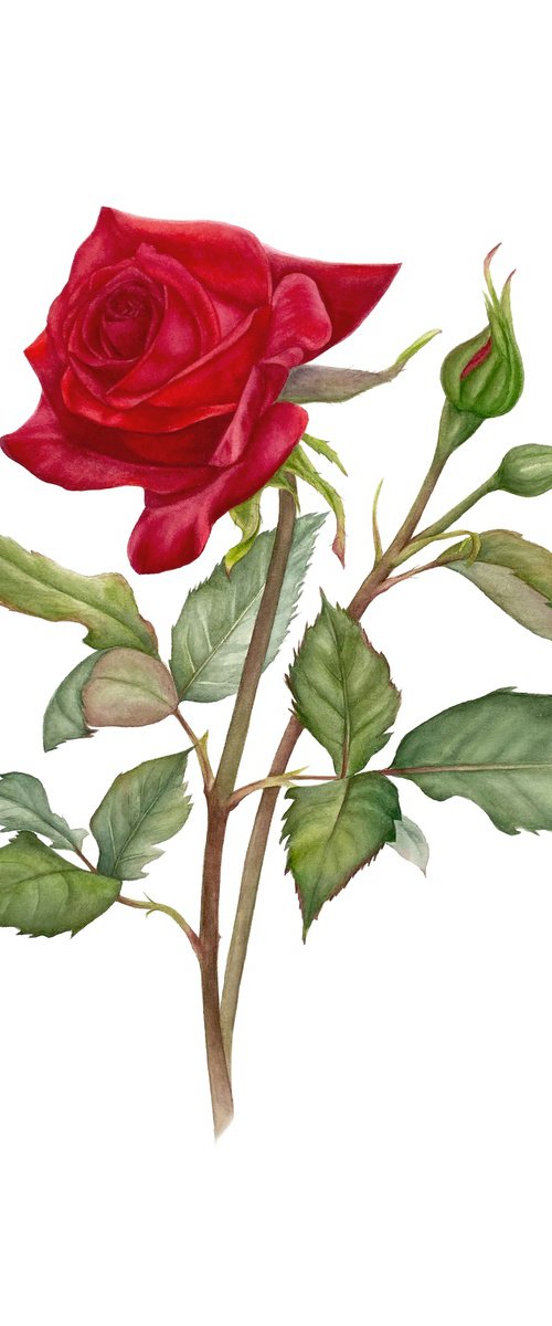 Red Rose Victory by Anna Lyashenko