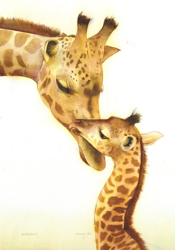 Mother and baby giraffes II