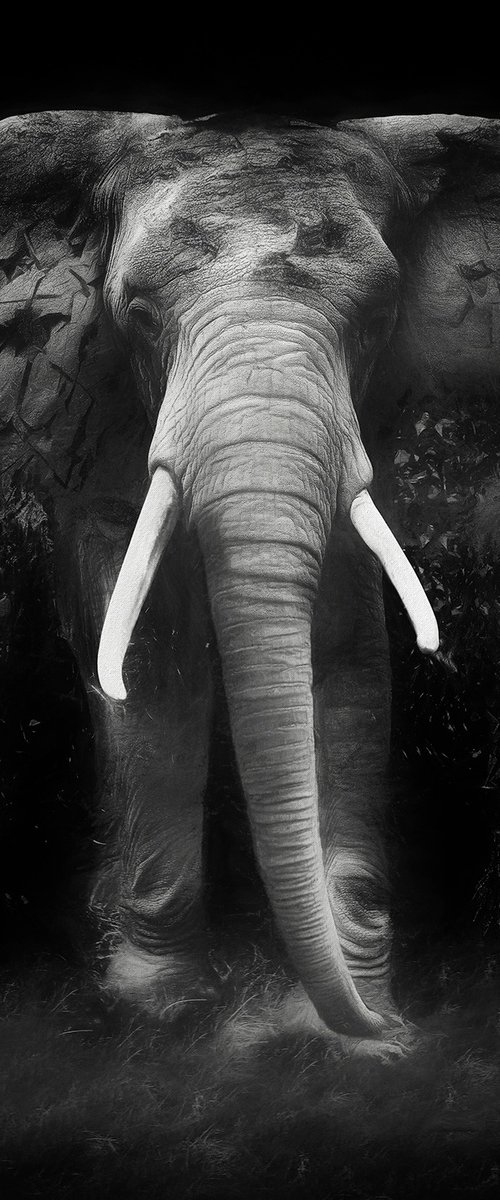 The Disappearance Of The Elephant by Erik Brede