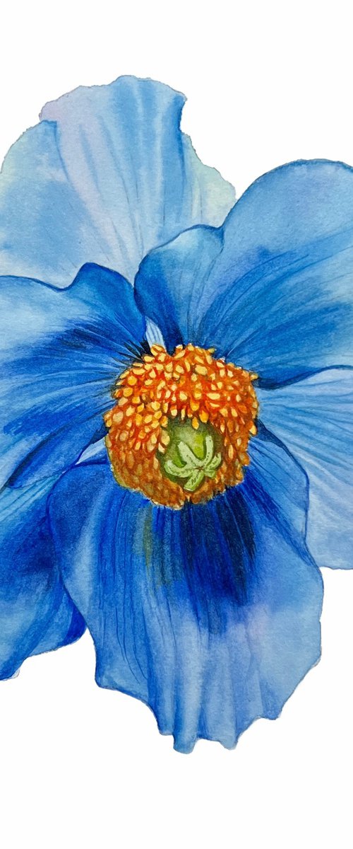 Blue poppy. by Nataliia Kupchyk