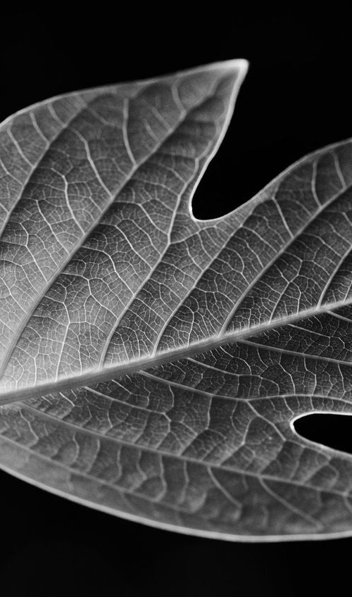 Leaf Veins VIII [Framed; also available unframed] by Charles Brabin