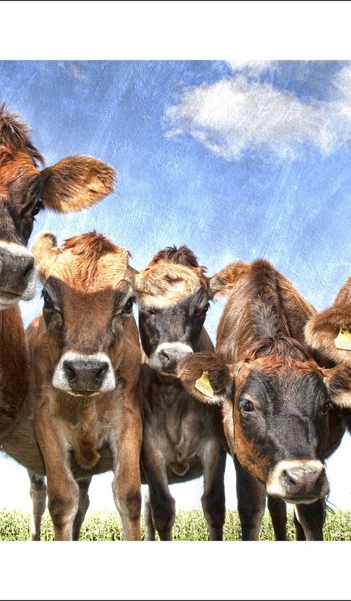 Nosy Cows by Martin  Fry