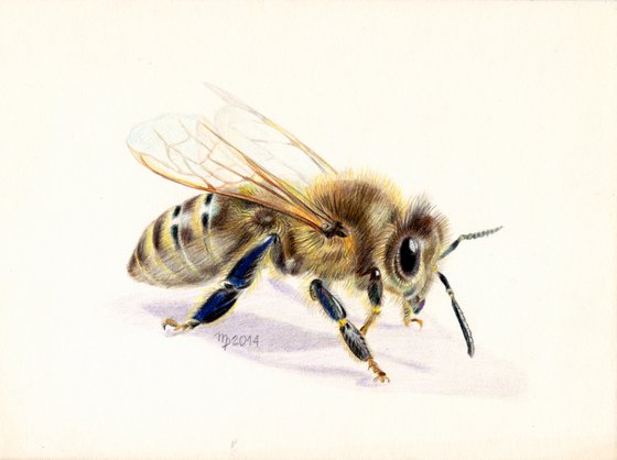 Honeybee/Insect Series