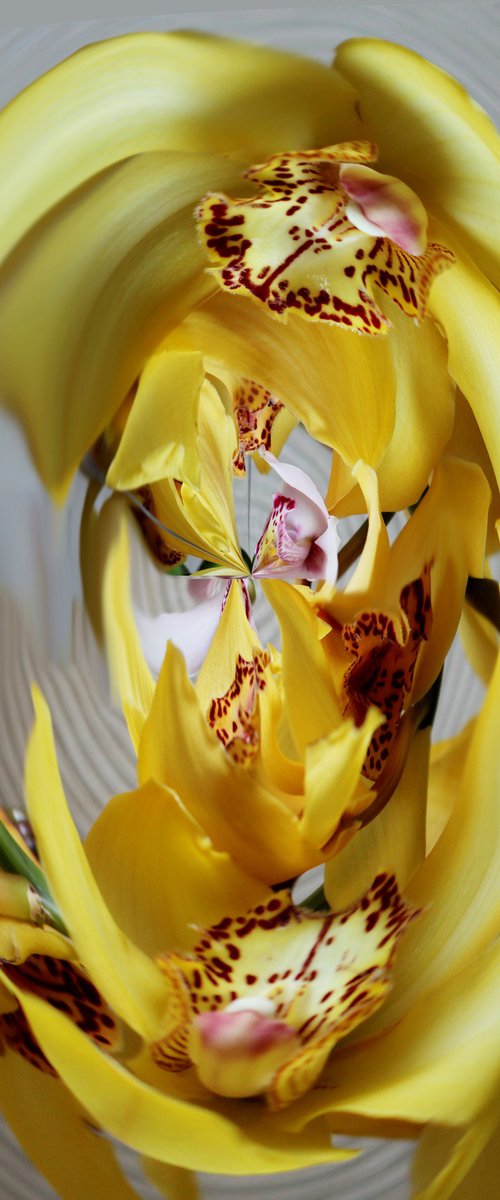 Strange orchids №2 by Marina Podgaevskaya