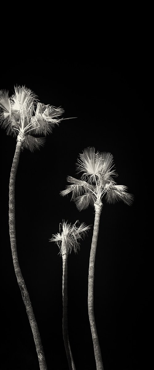 Three Palms by Brooke T Ryan