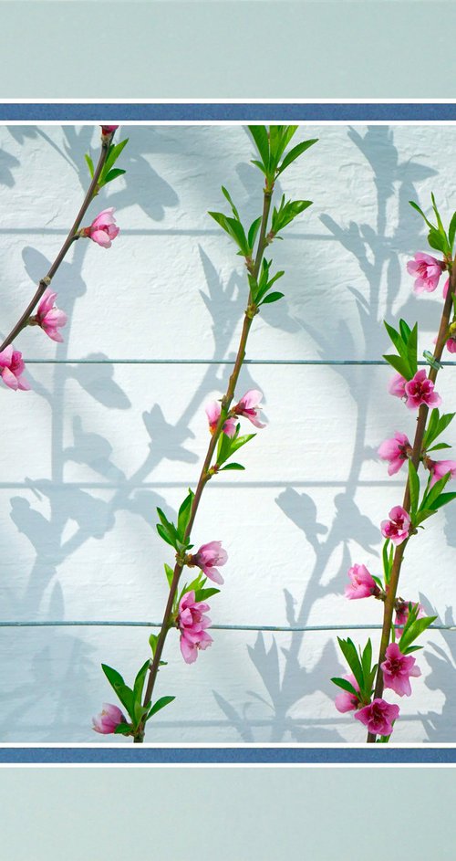 Peach Blossom by Robin Clarke