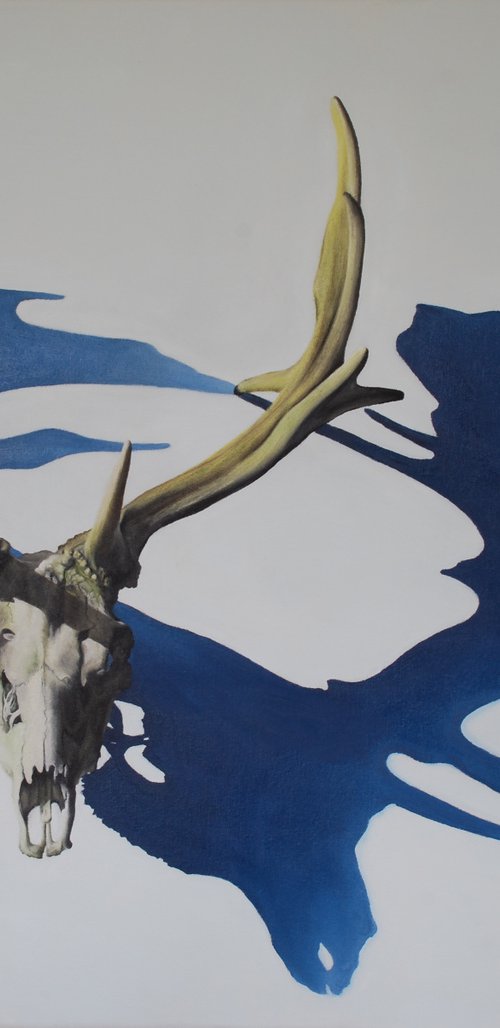 Stag Skull by Catherine Henchie