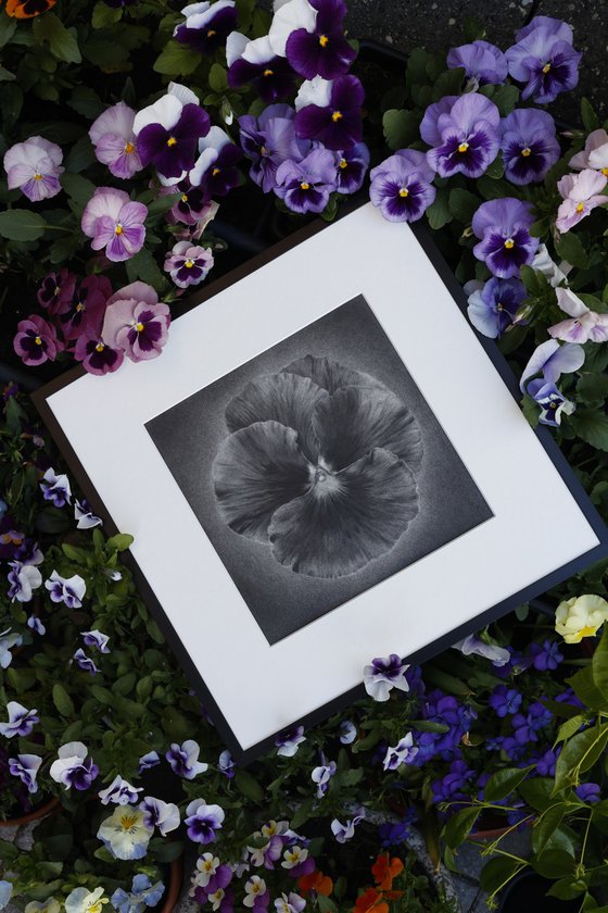 Pansy
