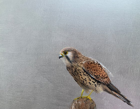 Female Kestrel