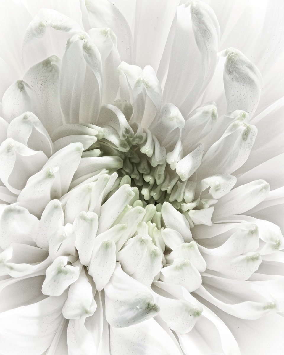Expressive Photograph , Aster Pulse By Inna Etuvgi, 17 X 21, Artwork For Sale On Artfinder