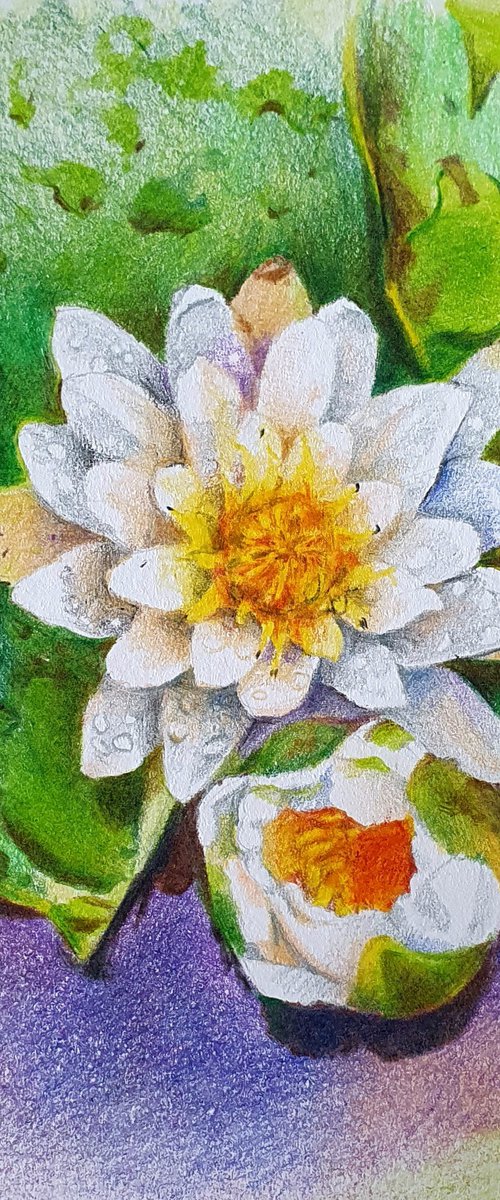 Water lilies after the rain by Natasha Sokolnikova