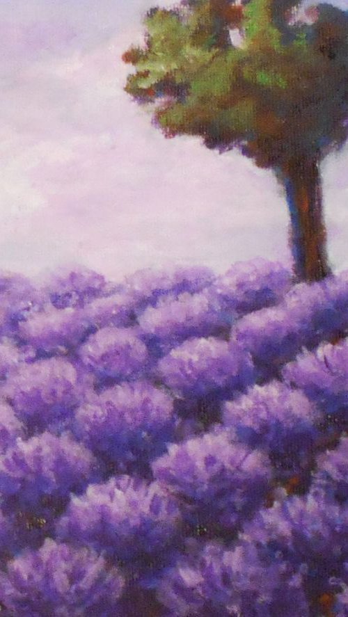 Lavender field by Kristina Valić