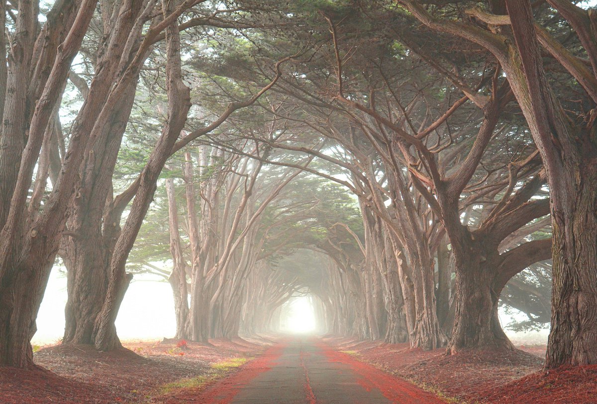 Photorealistic Landscape Photograph By Emily Kent, 36 X 24, Cypress Tree Tunnel, Original Artwork