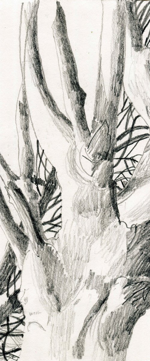 Branches by Elizabeth Anne Fox