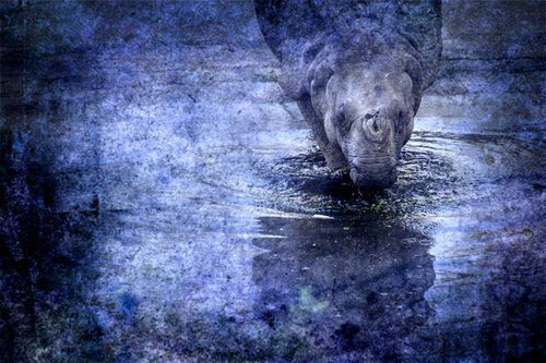Rhinoceros by Chiara Vignudelli