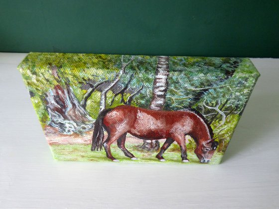 New Forest Pony, Bolderwood 1