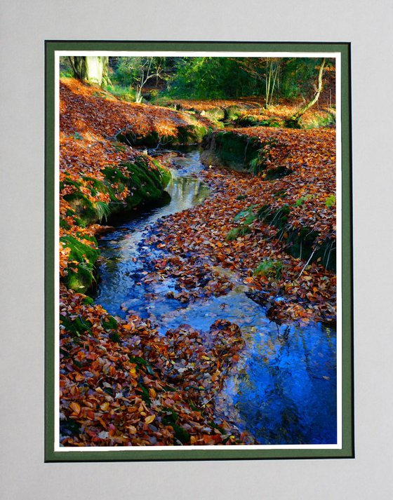 Fall in the Forest