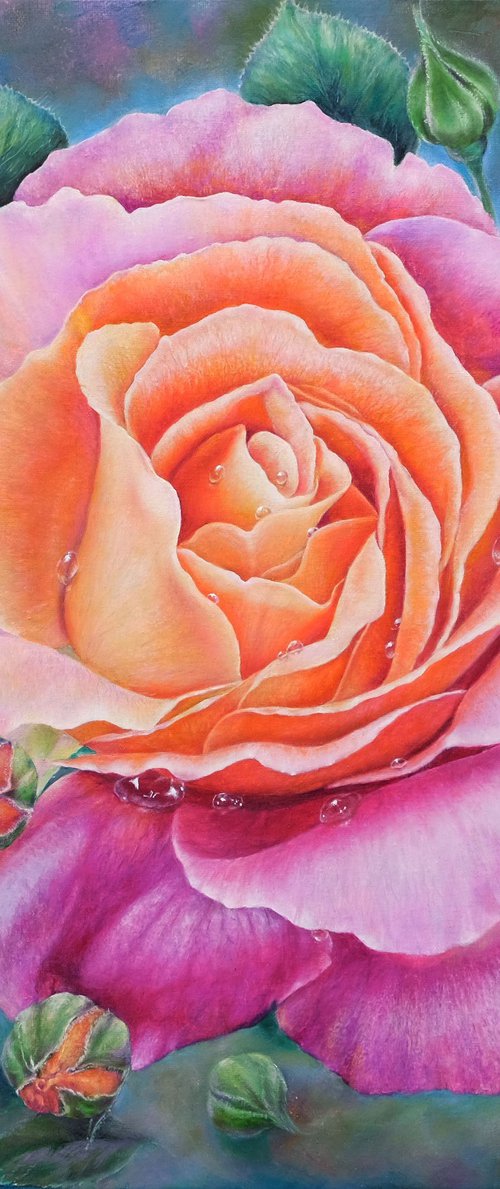 Rose at Dawn by Anastasia Woron