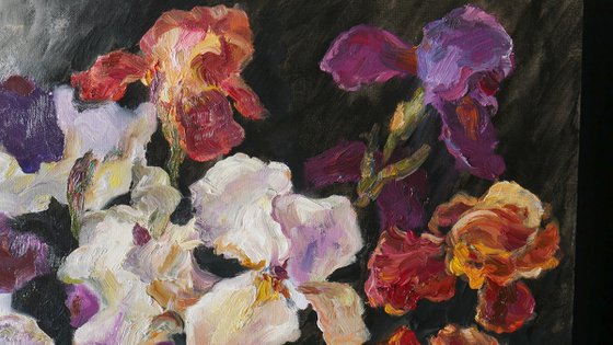 Velvet Iris Symphony
