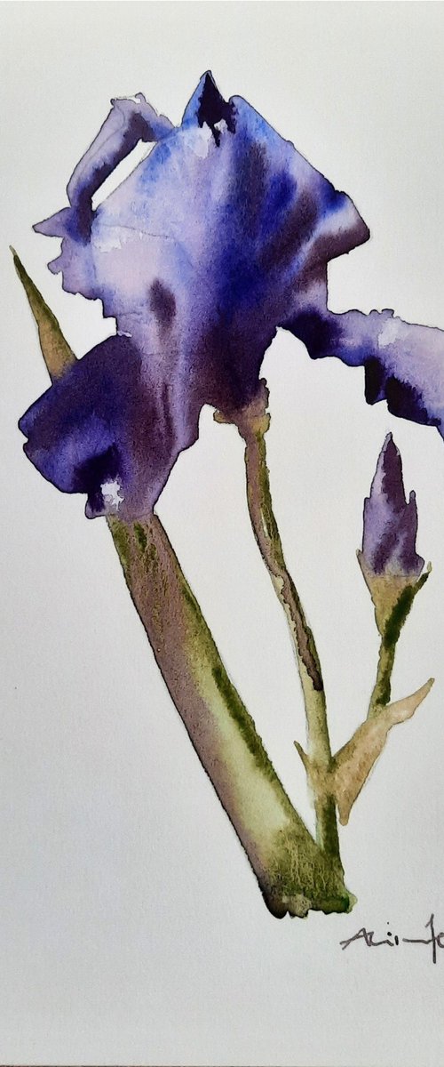 Inimitable Iris - Original Watercolour  - UK Artist by Alison Fennell